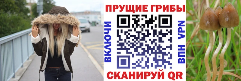 Купить где  Железноводск  Галлюциногенные грибы Psilocybine cubensis 